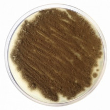 Картофельно-декстрозный агар EP/USP/BAM Conda 500 г 1022