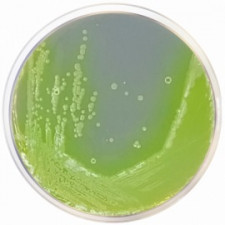 Агар цетримидный EP, USP Conda 500 г 1102