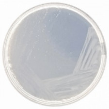 Среда Чапека-Докса Conda 500 г 1015