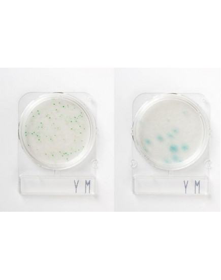 Микробиолигическая среда Compact Dry YM для дрожжей и плесени 40 пластин
