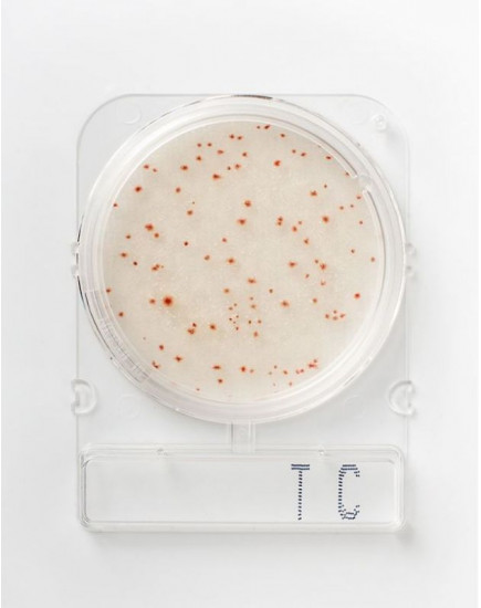 Микробиологическая среда Compact Dry TC (total count) 40 пластин