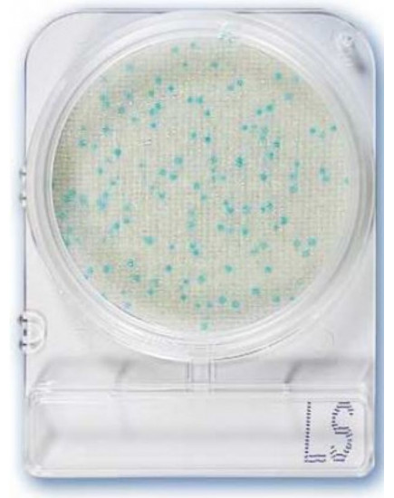 Микробиологическая среда Compact Dry LS Listeria 40 пластин
