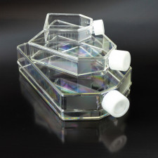 Флакон культуральный с двухпозиционной крышкой 25 см2 ПС стерильный Aptaca 10 штук в уп.