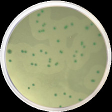 Основа хромогенного агара для листерий Оттавиани и Агости Conda 500 г 1345