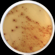 Основа агару хромогенна E. coli O157:H7 Conda 500 г 1588