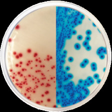 Среда хромогенная KPC Conda 500 г 2063