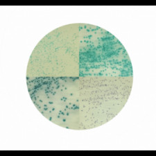 Агар хромогенный для стафилококков Conda 500 г 2076