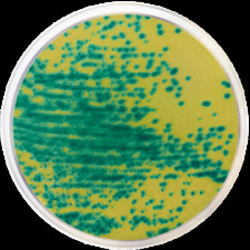 Агар хромогенный для устойчивых к ванкомицину энтерококков Conda 500 г 2077