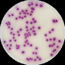 Агар хромогенный для обнаружения сальмонелл Conda 500 г 1122