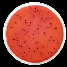 Агар XLD ксилозо-лизин-дезоксихолатный Conda 500 г 1274