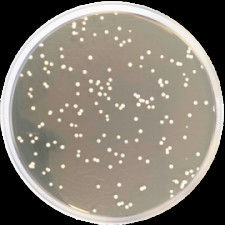 Агар хлорамфениколовый Conda 500 г 1301