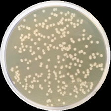 Агар питательный DEV Conda 500 г 1314