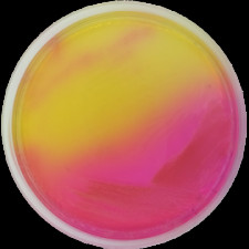 Основа агара Burkholderia Cepacia Conda 500 г 1347