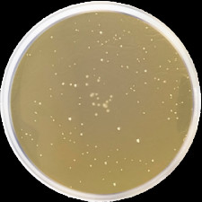 Агар MRS с низким pH Conda 500 г 1433