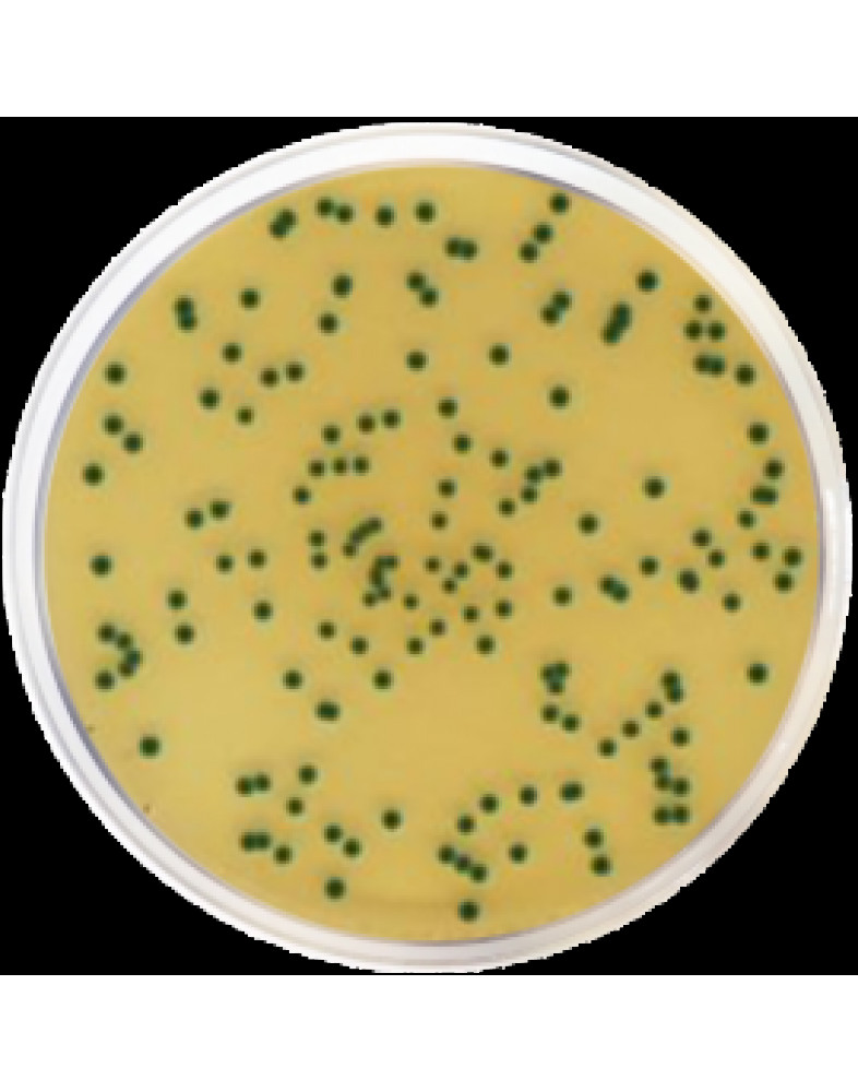 Агар хромогенный изоляционный для кронобактерий Conda 500 г 1446