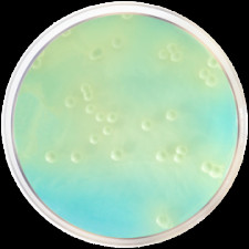 Агар питательный WL Conda 500 г 1086