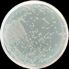 Агар усиленный клостридиальный Conda 500 г 1087