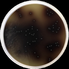 Агар KAA подтверждающий Conda 500 г 1027