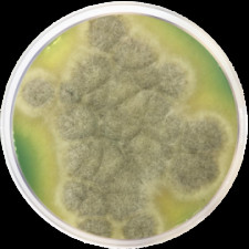 Агар плесневой с М-зелеными дрожжами Conda 500 г 2108