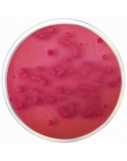 Агар с фиолетово-красной желчью и глюкозой ЕР ISO 11133 Conda 500 г 1092