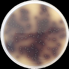 Бриллиантовый зеленый желчный агар Conda 500 г 1010