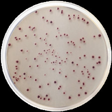 Среда Сланец-Бартли ISO 7899-2/11133 Conda 500 г 1109