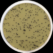 Агаровая основа TSC (триптаза-сульфит-циклосерин) Conda 500 г 1029