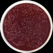 Агаровое основание кампилобактерное (Престон) Conda 500 г 1131