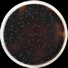 Основа листериозного агара Оксфорд Conda 500 г 1133