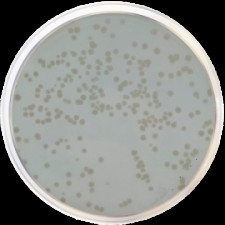 Агар с сухим молоком (стандартные методы) APHA/ISO 4833 Conda 500 г 1033