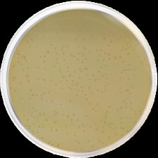 Агар печеночный Conda 500 г 1142