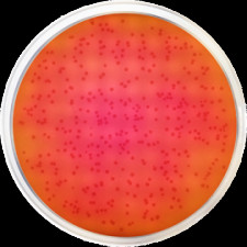 Агар модифицированный бриллиантовый зеленый Conda 500 г 1143