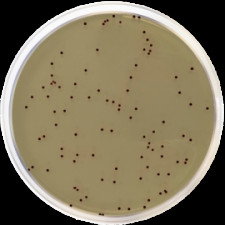 Агар стрептококковый KF Conda 500 г 1034