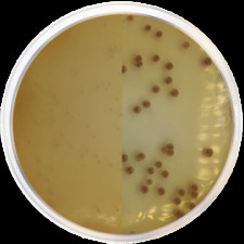 Агар хромогенный Burkholderia Cepacia Conda 500 г 2133