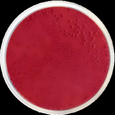 Агар МакКонки №2 Conda 500 г 1035