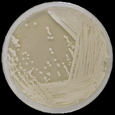 Агар с экстрактом солода Conda 500 г 1038