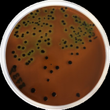 Агар с эозином и метиленовым синим (EMС) Conda 500 г 1039