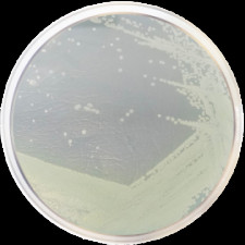 Агар с экстрактом триптиказеина и глюкозы Conda 500 г 1041