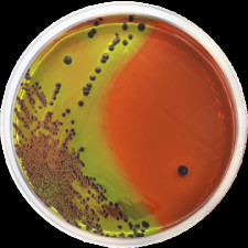 Агар Левина ISO 21150 Conda 500 г 1050