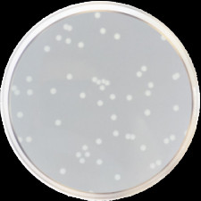 Агар питательный ISO Conda 500 г 1060