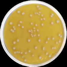 Агаровая основа Raka-Ray Conda 500 г 1061