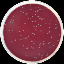 Основа колумбийского агара Conda 500 г 1152