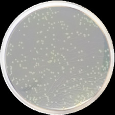 Агар питательный Conda 500 г 16266