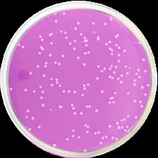 Агар бенгальский розовый с хлорамфениколом и дихлораном Conda 500 г 1160