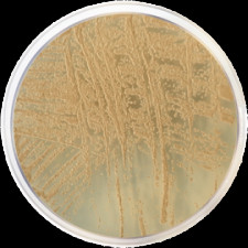 Агар дихлоран-глицериновый DG 18 ISO 11133/21527 Conda 500 г 1161