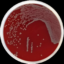 Агар модифицированный с TSA №2 Conda 500 г 1198