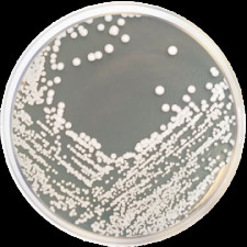 Агар микобиотический (грибковый селективный агар) Conda 500 г 1072