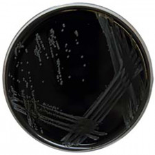 Агар CYE Legionella spp Conda 944