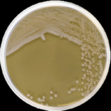 Агар YPD Conda 500 г 1546