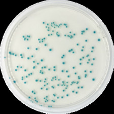 Агар хромогенный TBX (X-глюкуронид триптоновой желчи) Conda 500 г 1151